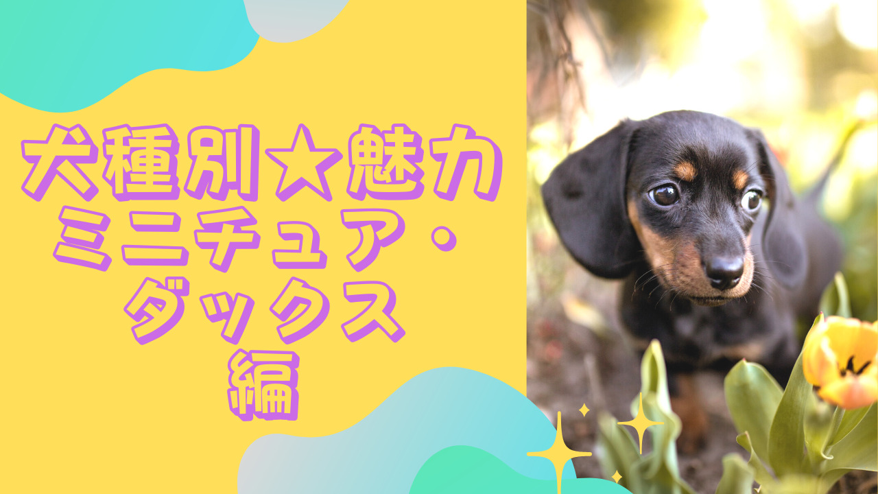 犬種別魅力　ミニチュアダックス