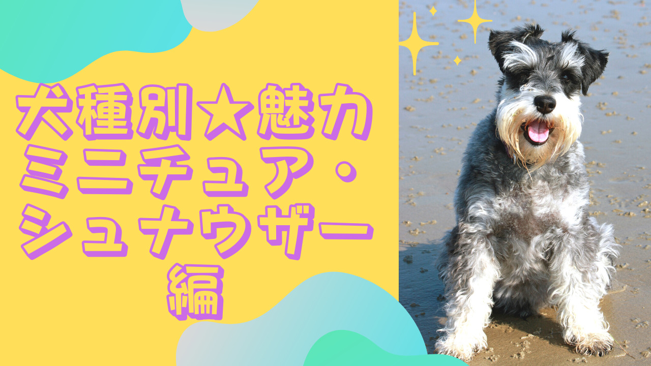 犬種別魅力　ミニチュア・シュナウザー