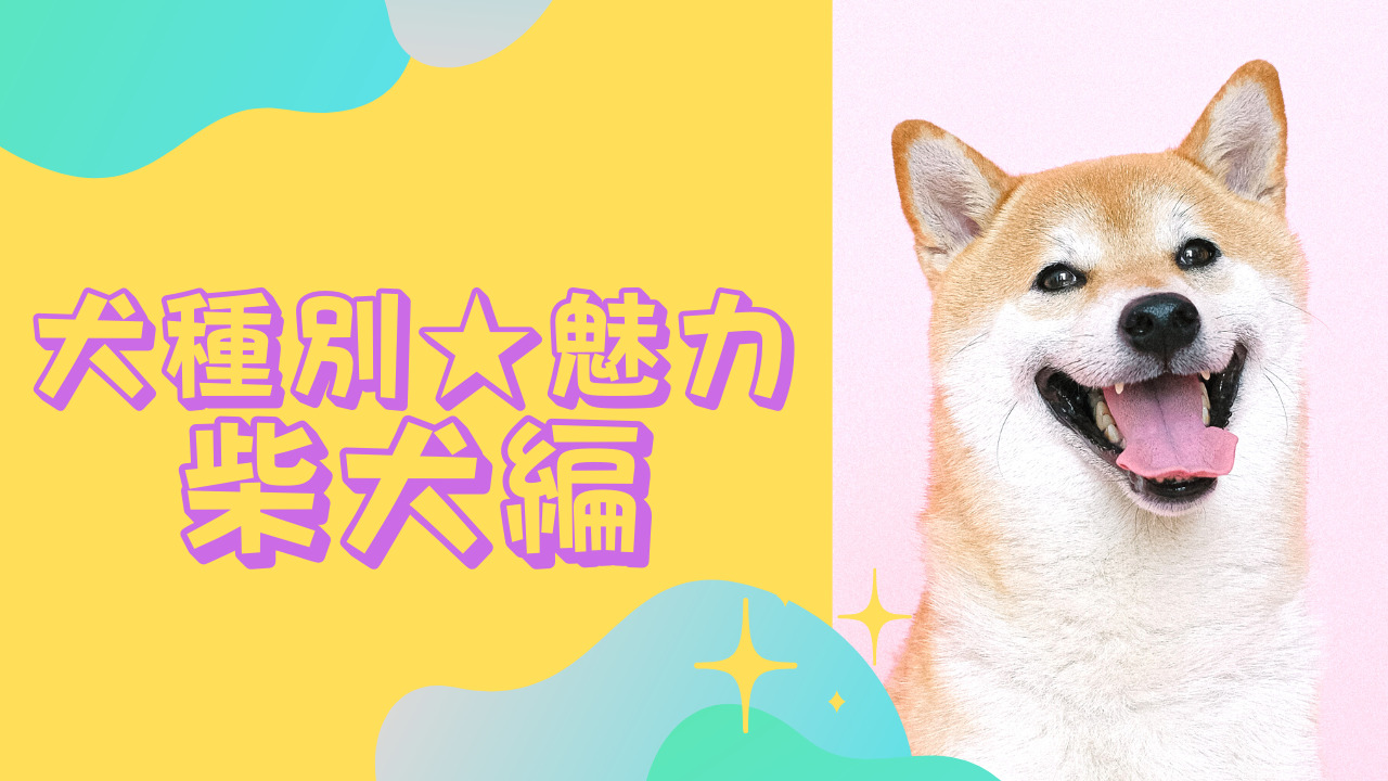 犬種別魅力　柴犬編