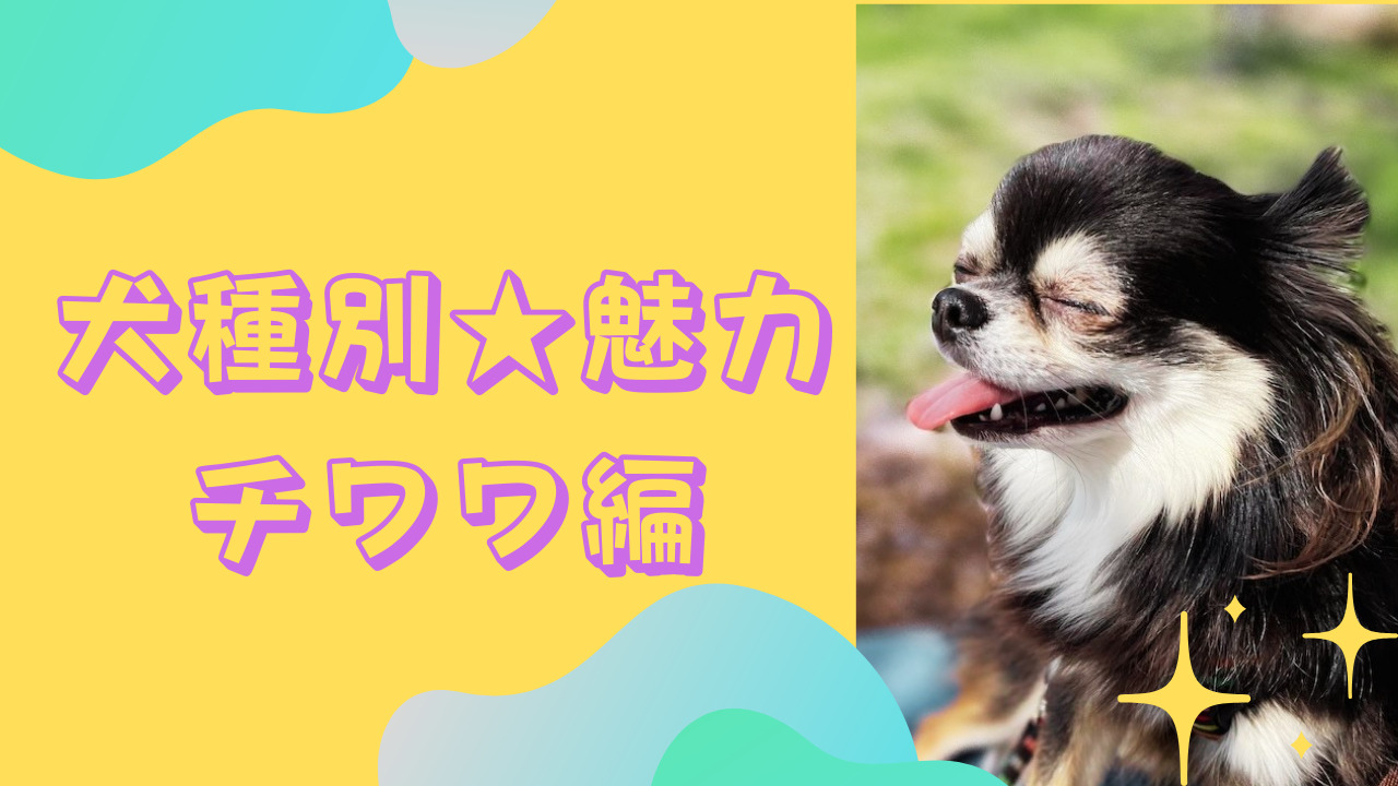 犬種別魅力　チワワ編