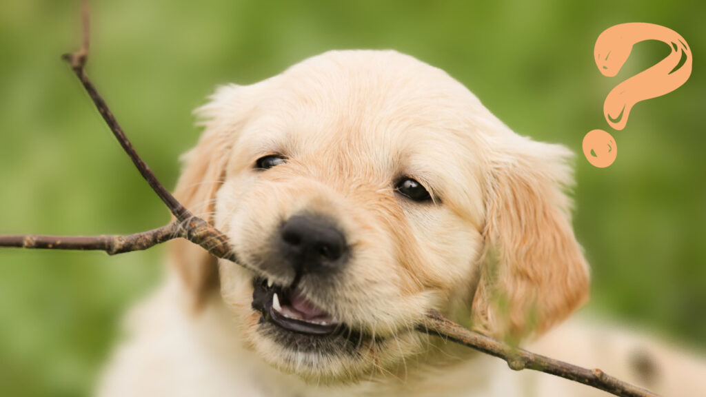 枝をくわえた仔犬