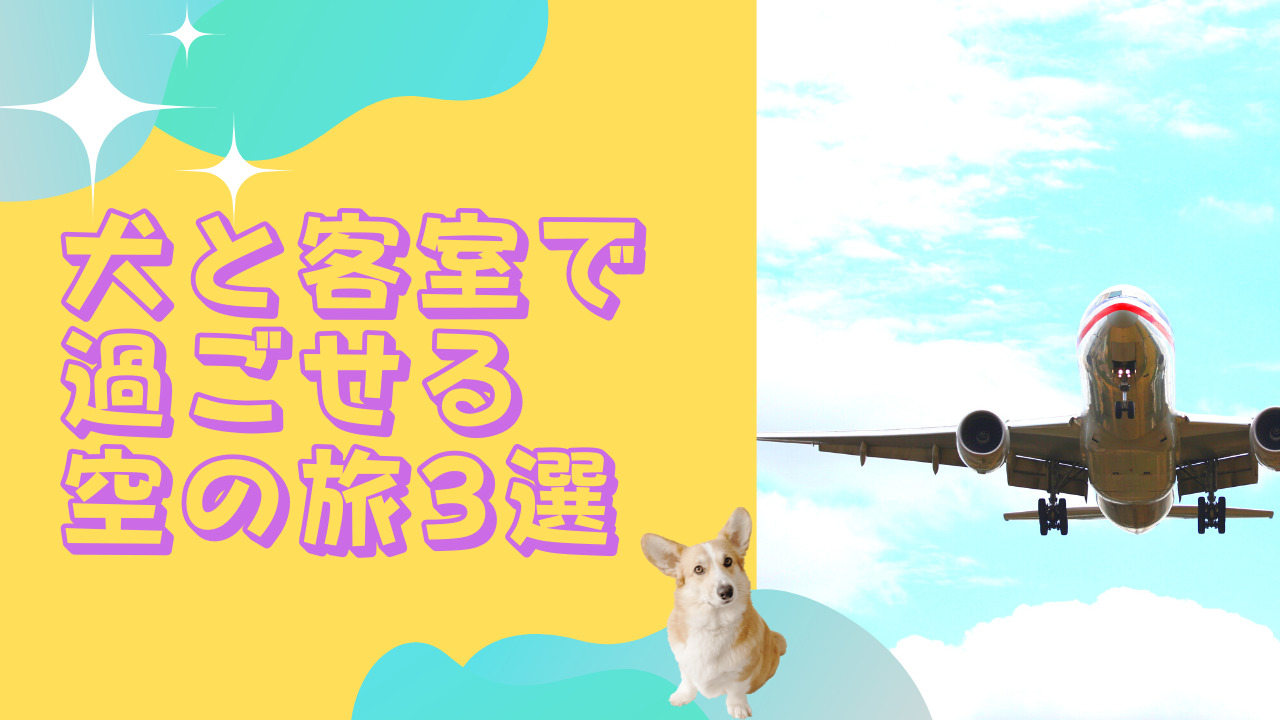 犬と客席で過ごせる空の旅3選